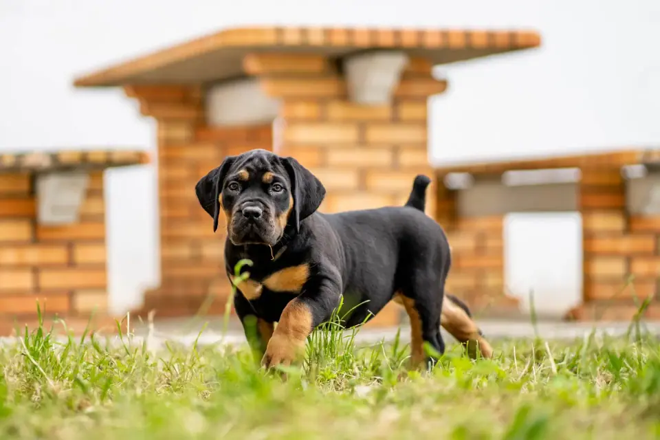Cachorro Boerboel preto e fogo na relva, na Elite Boerboels