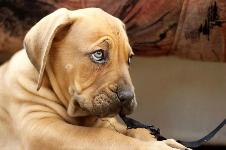 Olhos de um cachorro Boerboel africano