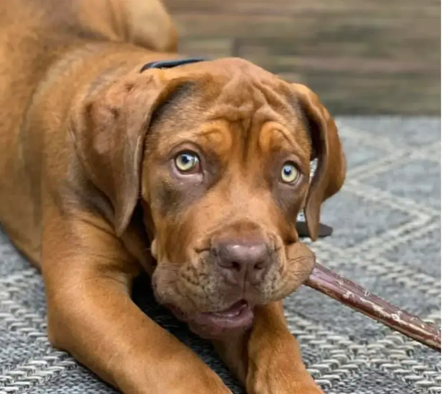 Boerboel da Elite Boerboels de Lena Bragina