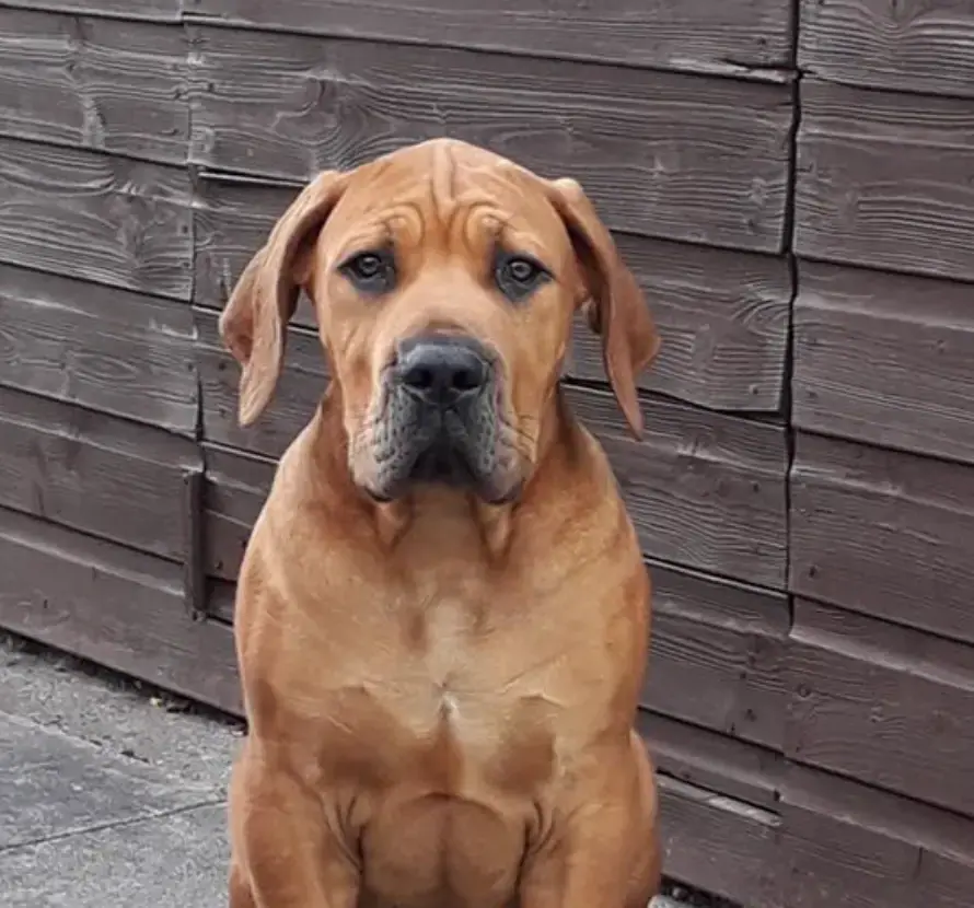 Boerboel da Elite Boerboels de Kevin Musiol