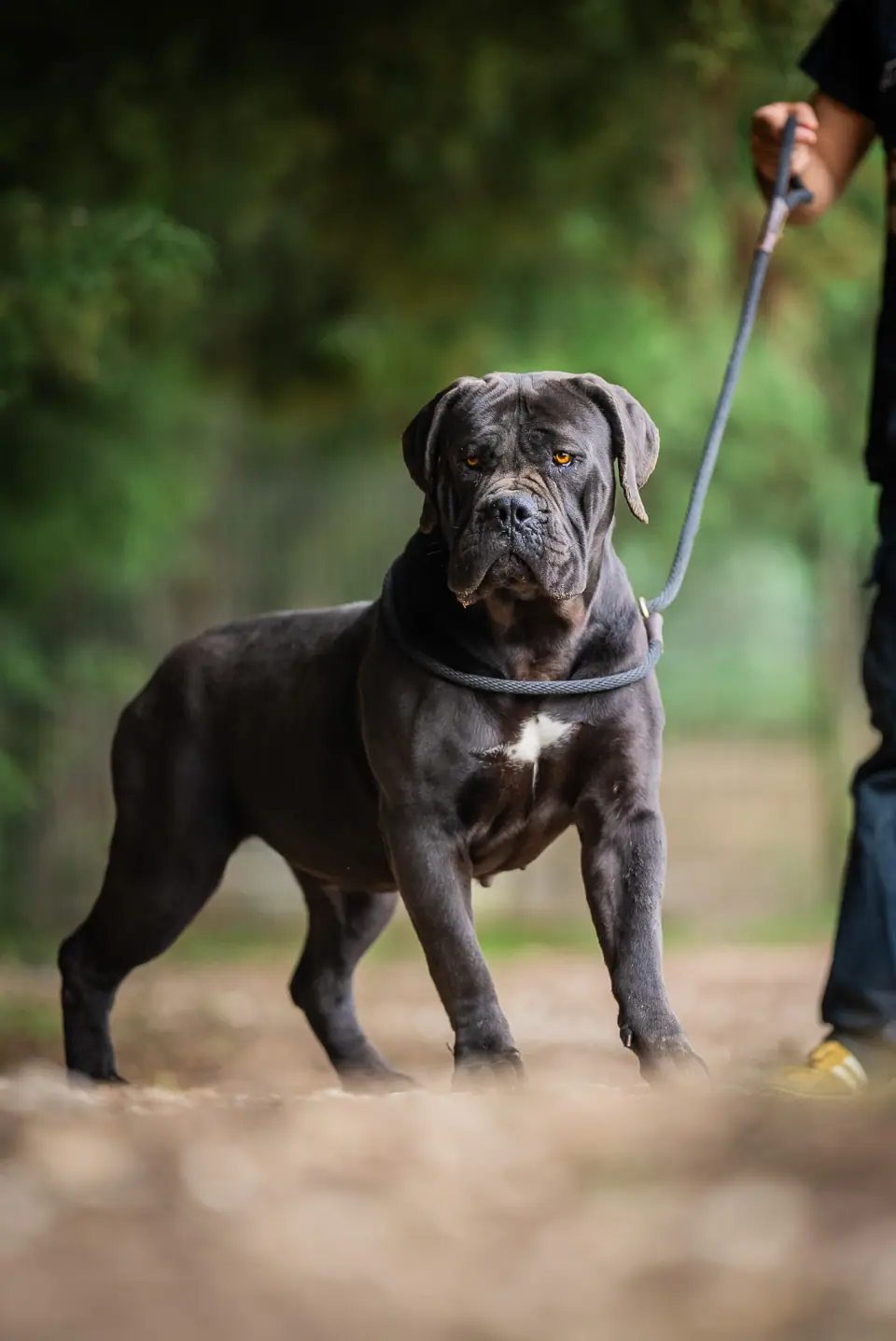 Elite Guard Bellatrix, Boerboel sul-africano