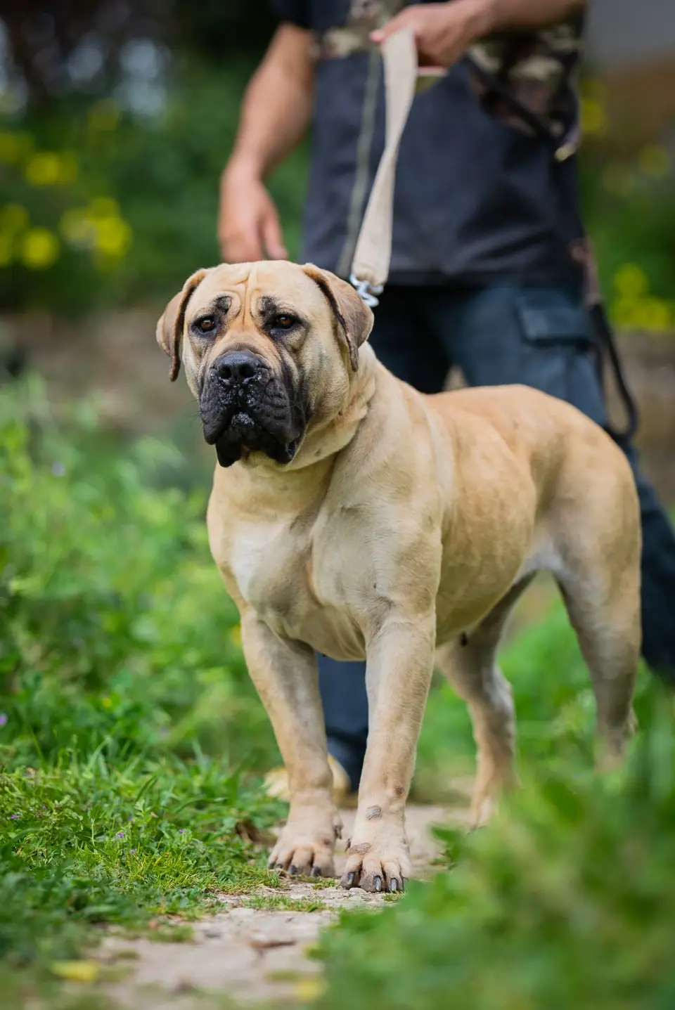 Elite Guard Jane, Boerboel sul-africano