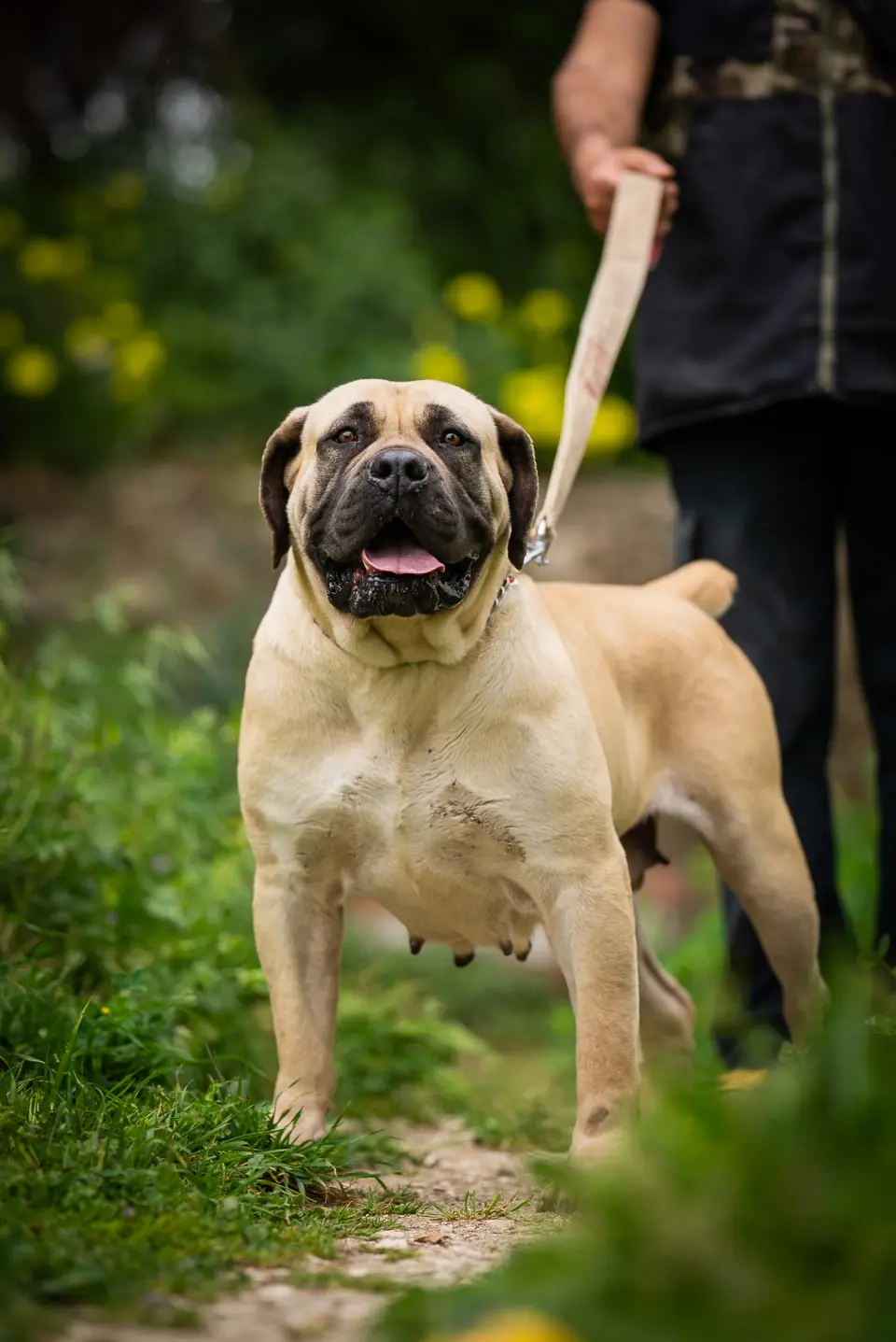Elite Guard Jesse, Boerboel sul-africano