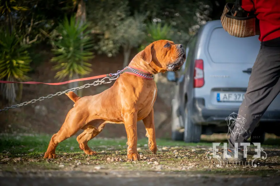 Tarzan, Boerboel a trabalhar 