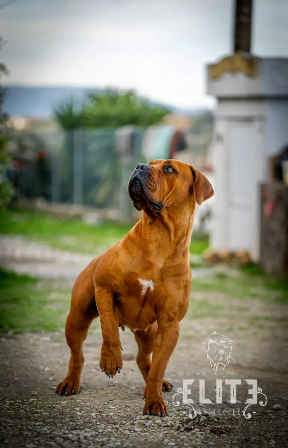 Elite guard Ninja, Boerboel sul-africano