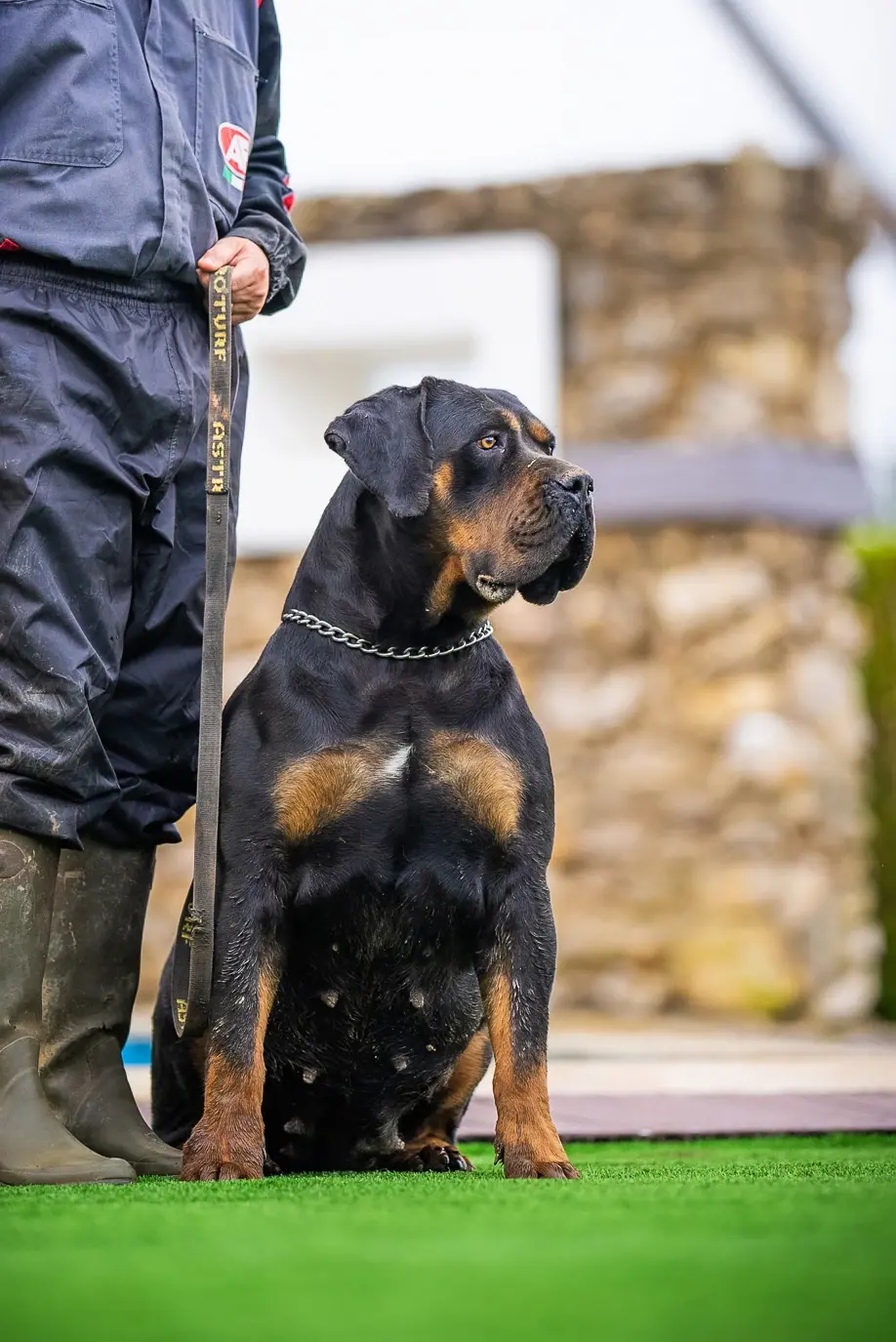 Elite Guard Magali, Boerboel sul-africano