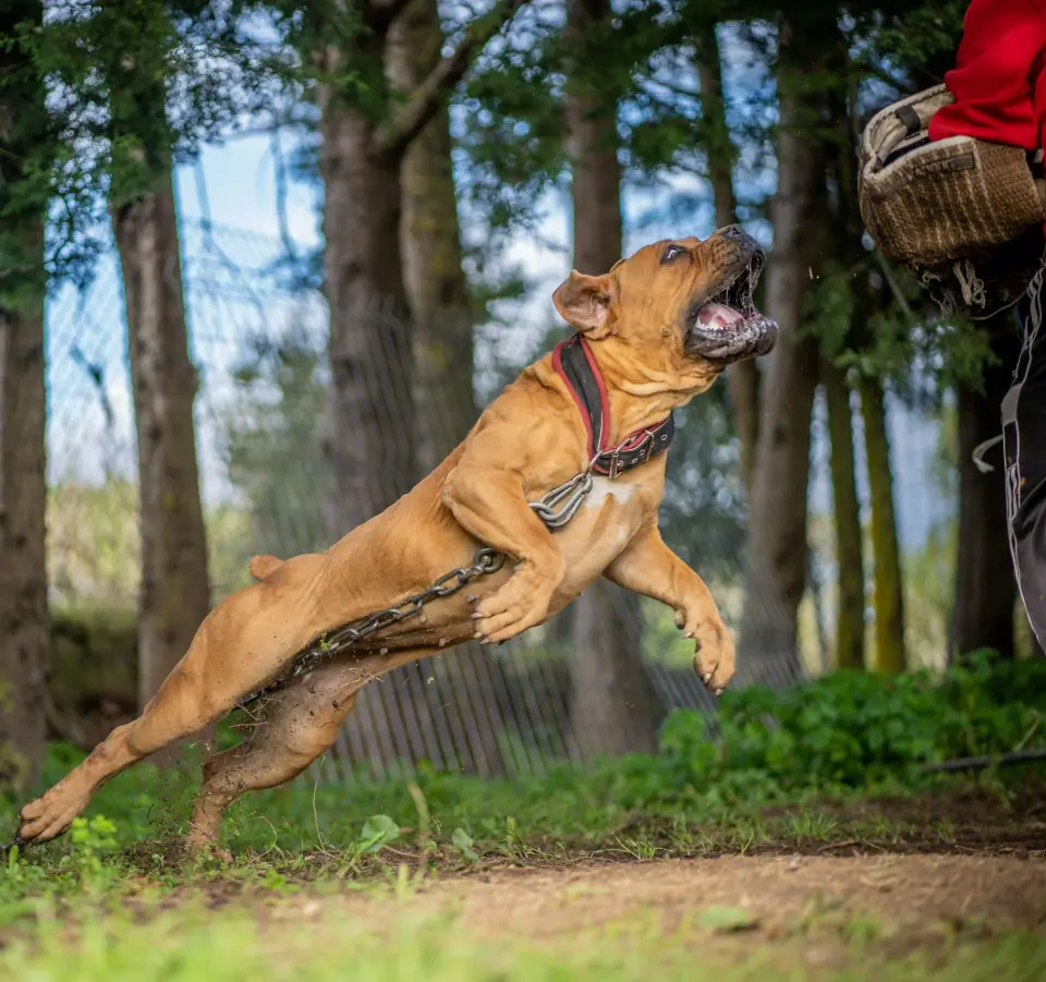 Boerboel sul-africano da Elite Boerboels