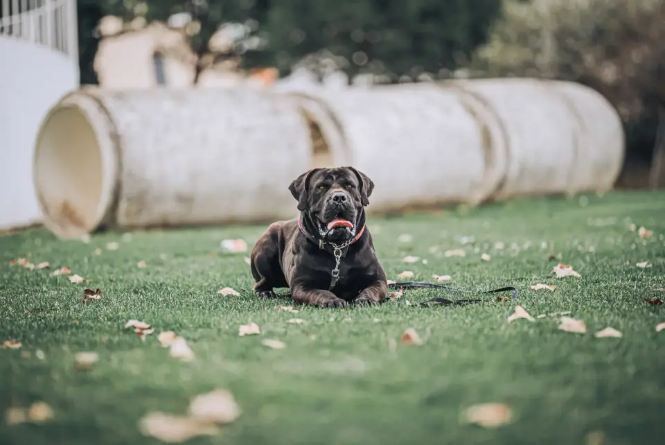 Cachorro Boerboel saudável sentado ao lado de uma taça de comida numa cozinha de família
