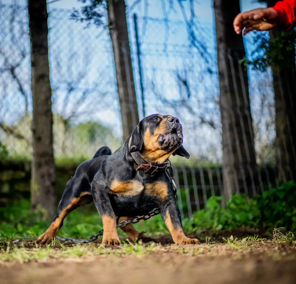 Boerboel adulto em boa condição física na Elite Boerboels