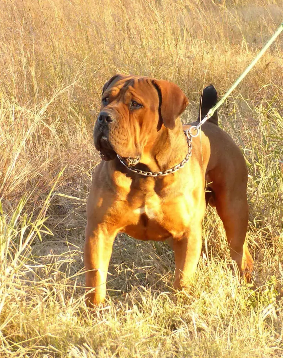 MES Rubenstein, um Boerboel sul-africano vermelho