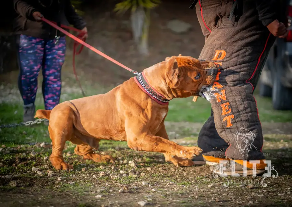 Boerboel adulto de pelagem vermelha, em pé, a mostrar o tamanho e a estrutura da raça