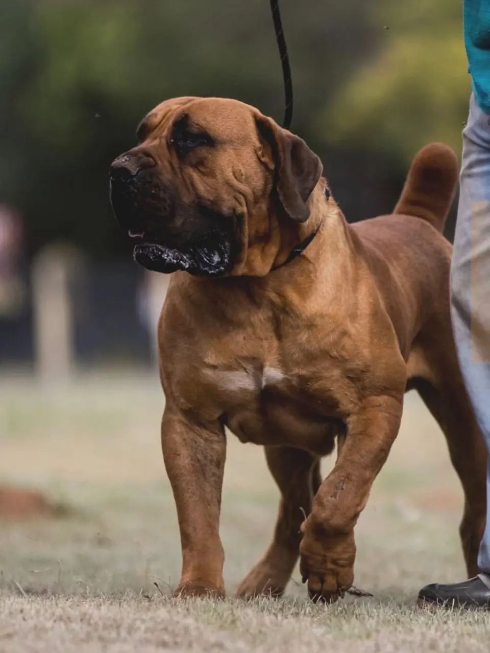 Targus Bomboel, Boerboel sul-africano