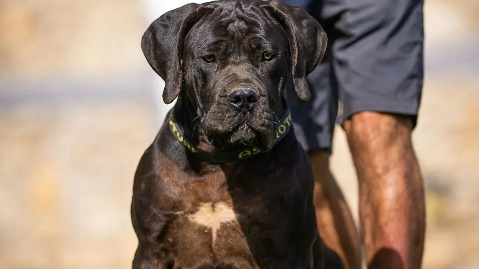 O Boerboel é um bom cão de família? (Proteção, temperamento e realidade)