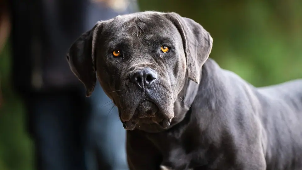 Os Boerboels dão-se bem com gatos?