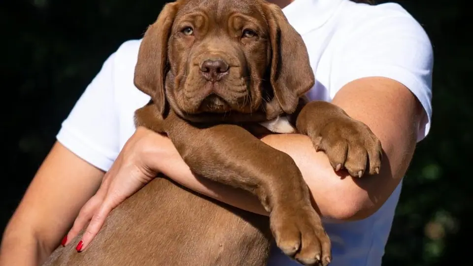 Os Boerboels dão-se bem com crianças?