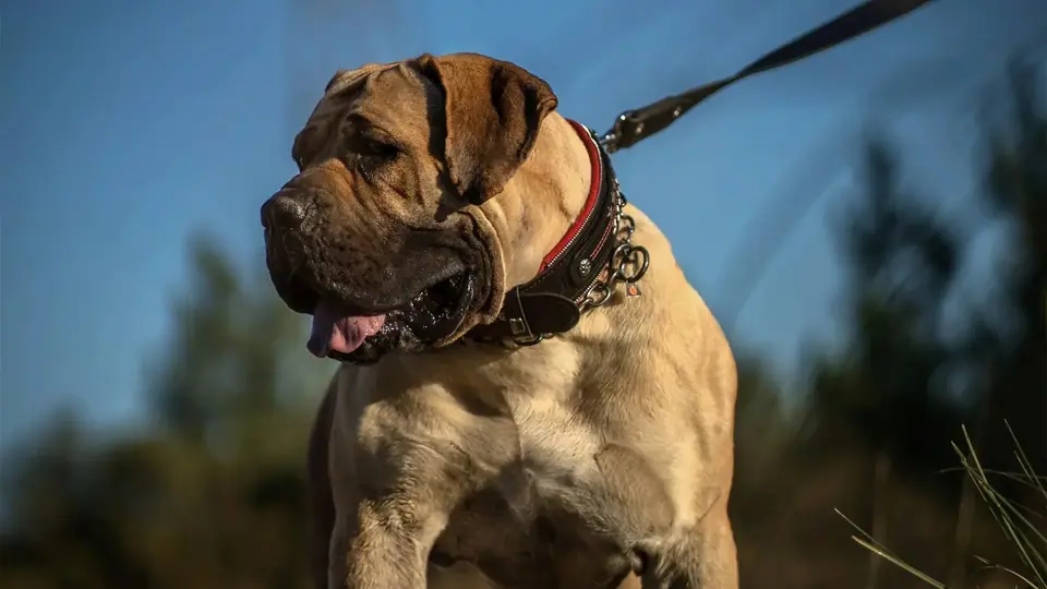 Os Boerboels dão-se bem com outros cães?