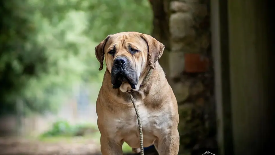 Os melhores criadores de Boerboel do mundo: canis na África do Sul