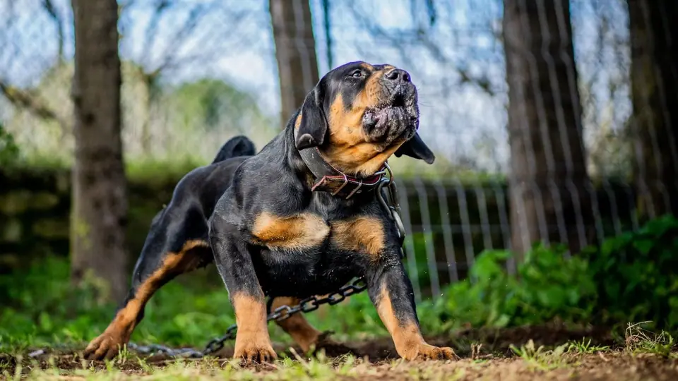 A melhor ração para Boerboels: guia completo
