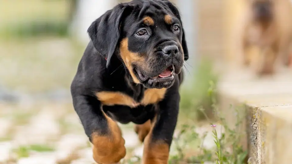 Boerboels preto e fogo: o mistério