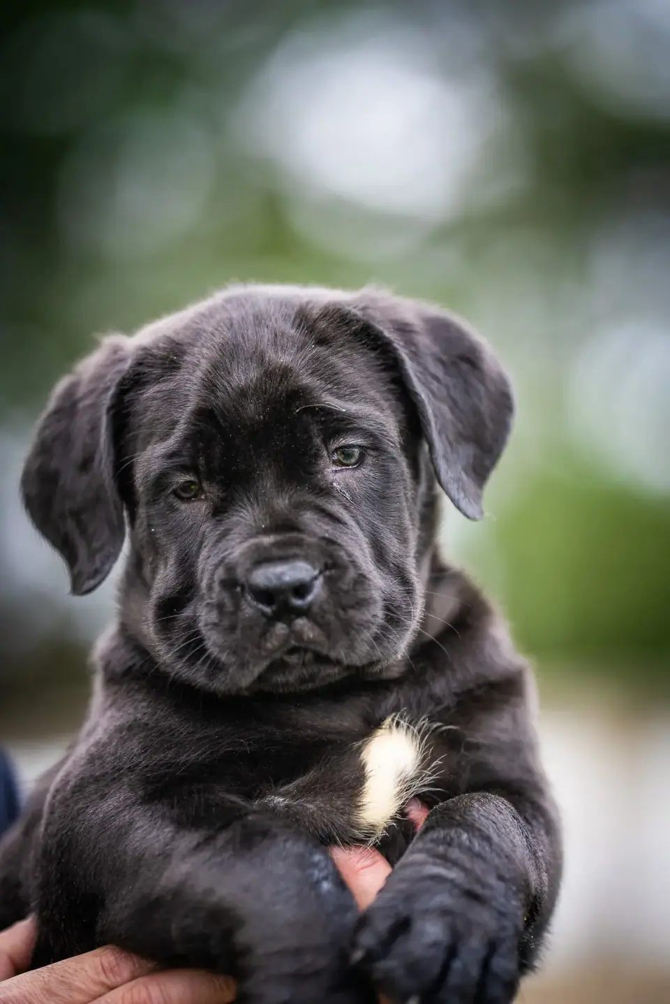 Cachorro Boerboel preto enorme