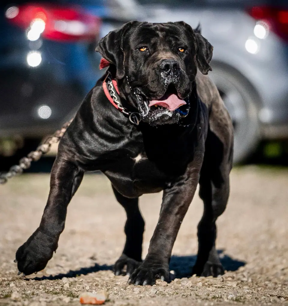 Boerboel preto