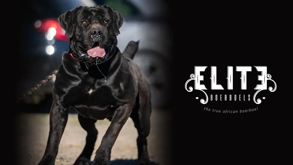 Floki, Boerboel preto da Elite Boerboels, com o logótipo da Elite
