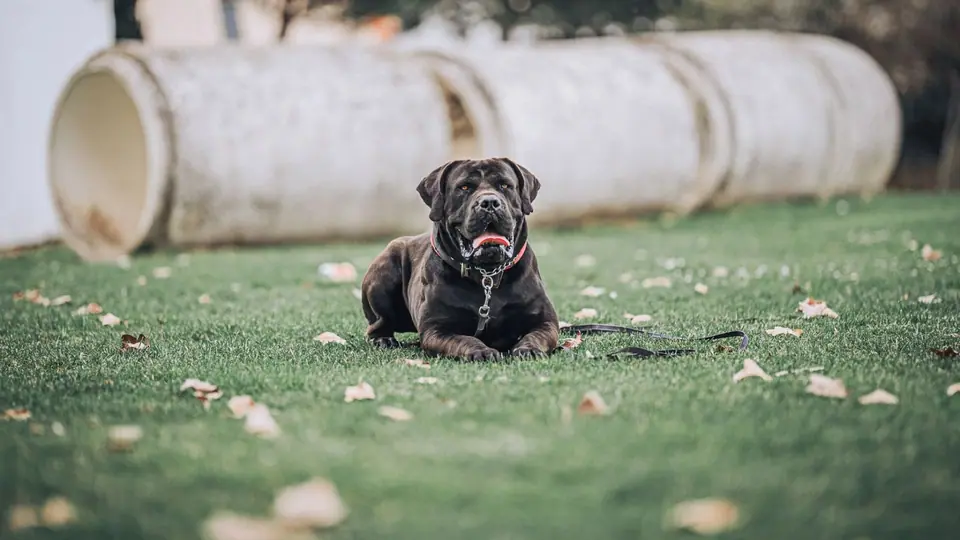 Como exportamos cachorros Boerboel para os EUA, o Canadá, o Reino Unido e o resto do mundo