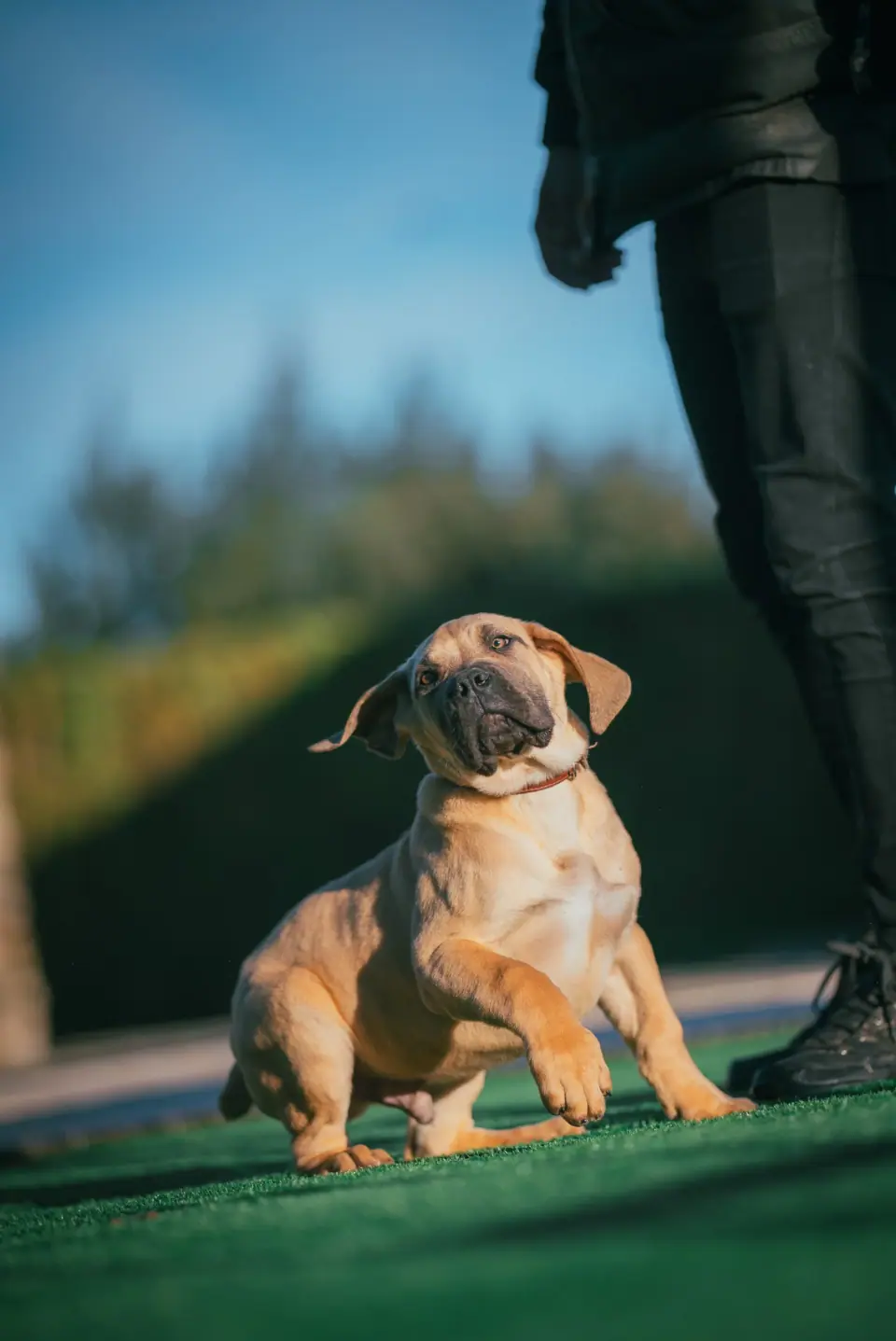 Cachorro Boerboel sul-africano fulvo na relva