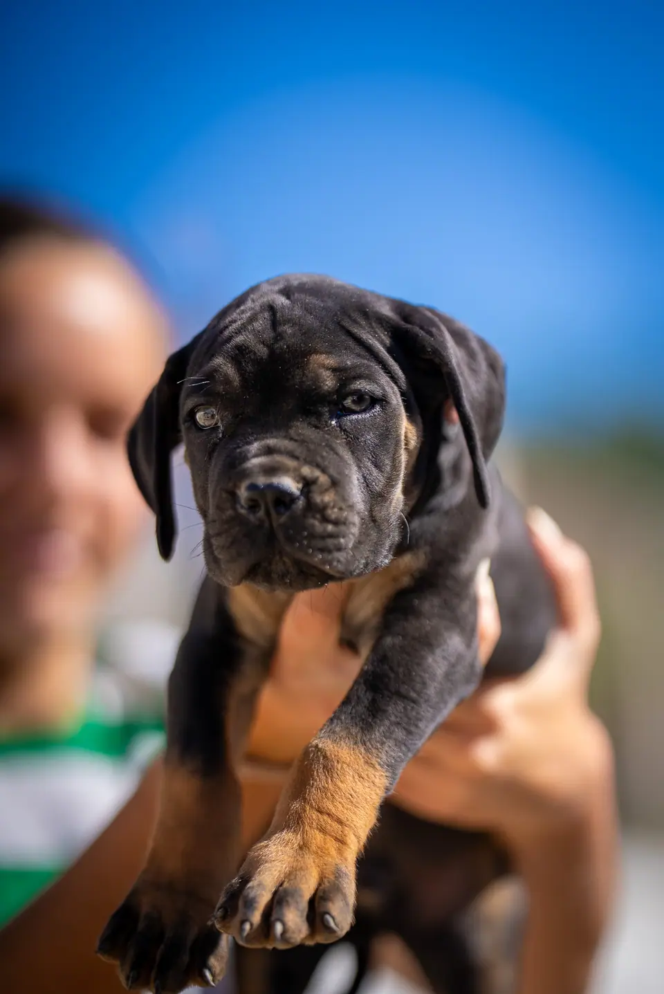 Cachorro Boerboel macho preto e fogo (coleira preta), ninhada Zulu × Samba, foto 3
