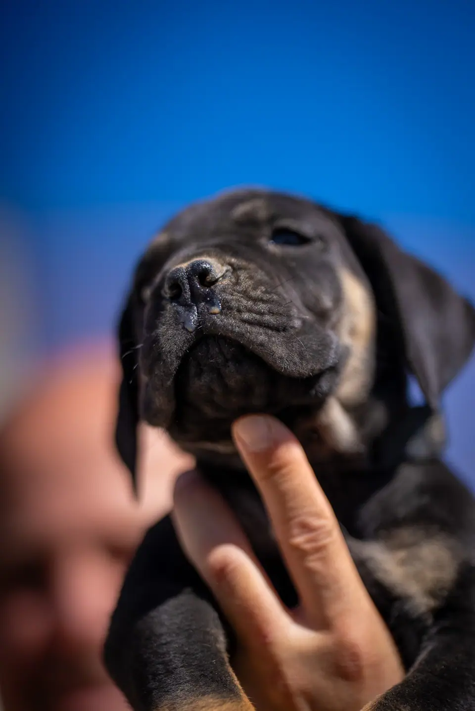 Cachorro Boerboel macho preto e fogo (coleira preta), ninhada Zulu × Samba, foto 4