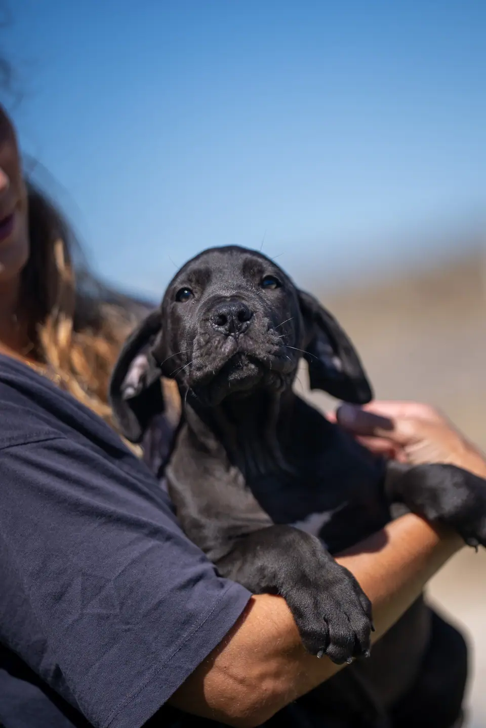 Cachorro Boerboel macho preto, ninhada Floki × Bruxa, foto 1
