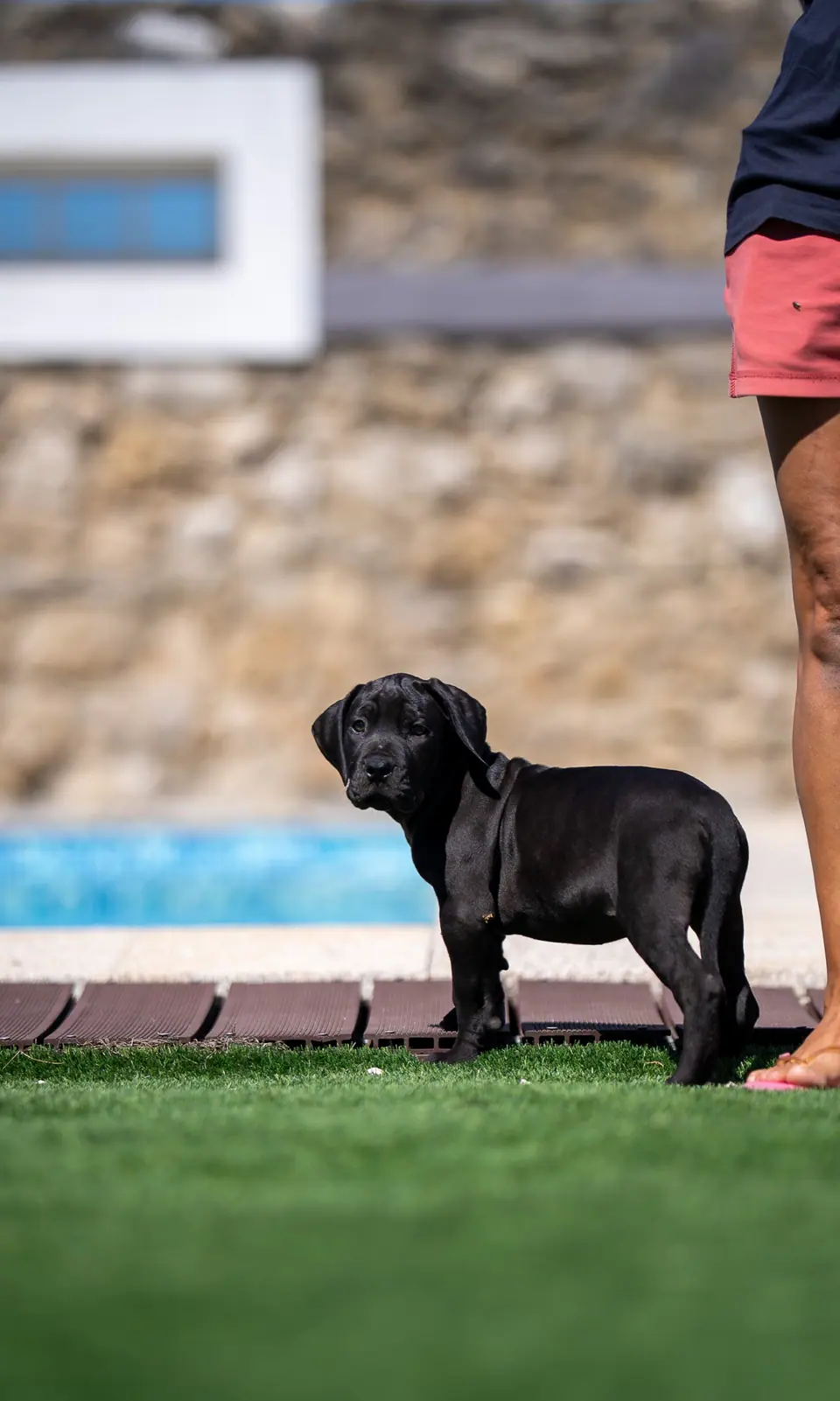 Cachorro Boerboel macho preto, ninhada Floki × Bruxa, foto 2