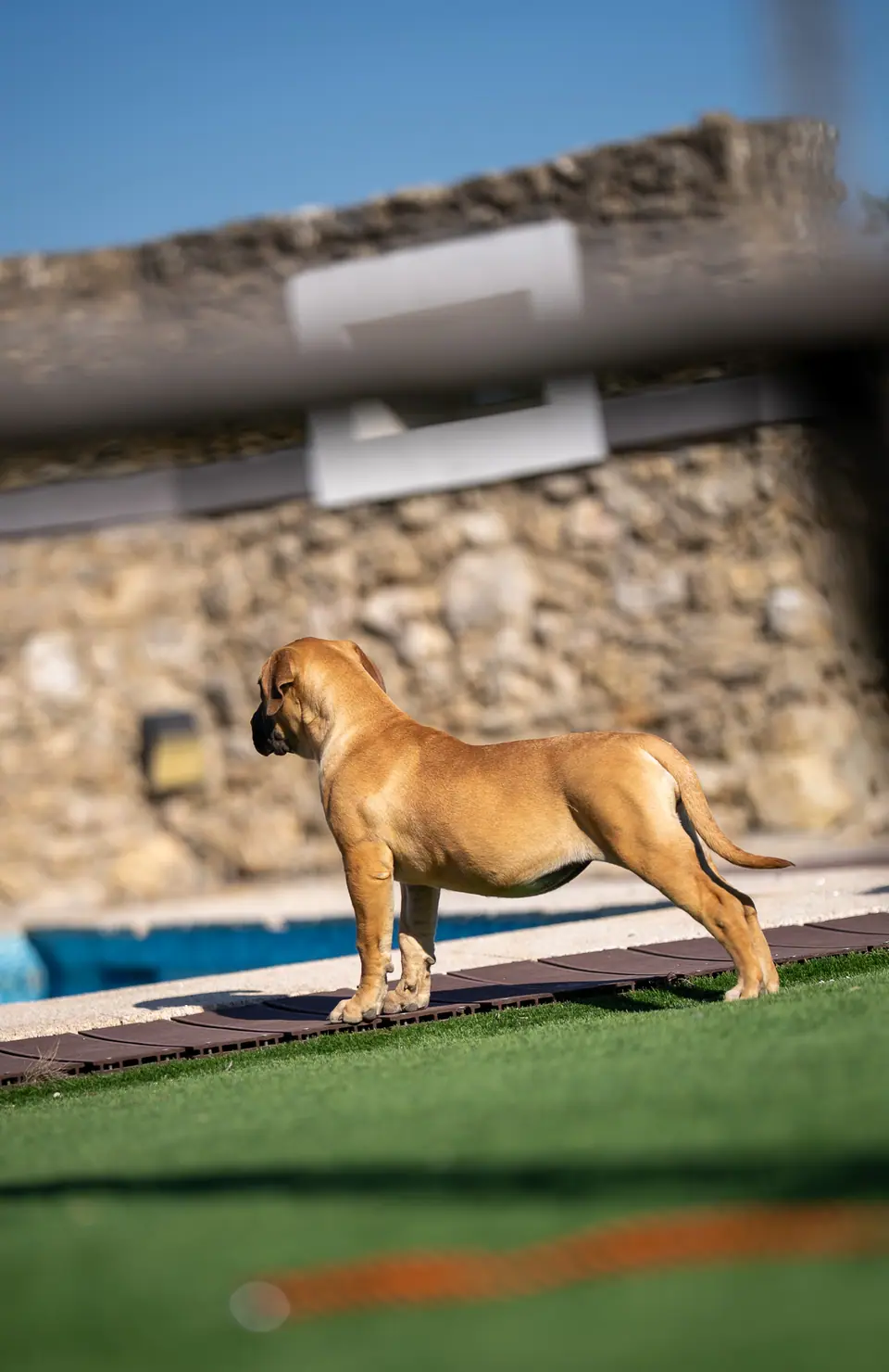 Cachorra Boerboel cor de mel, ninhada Zulu × Jesse, foto 1