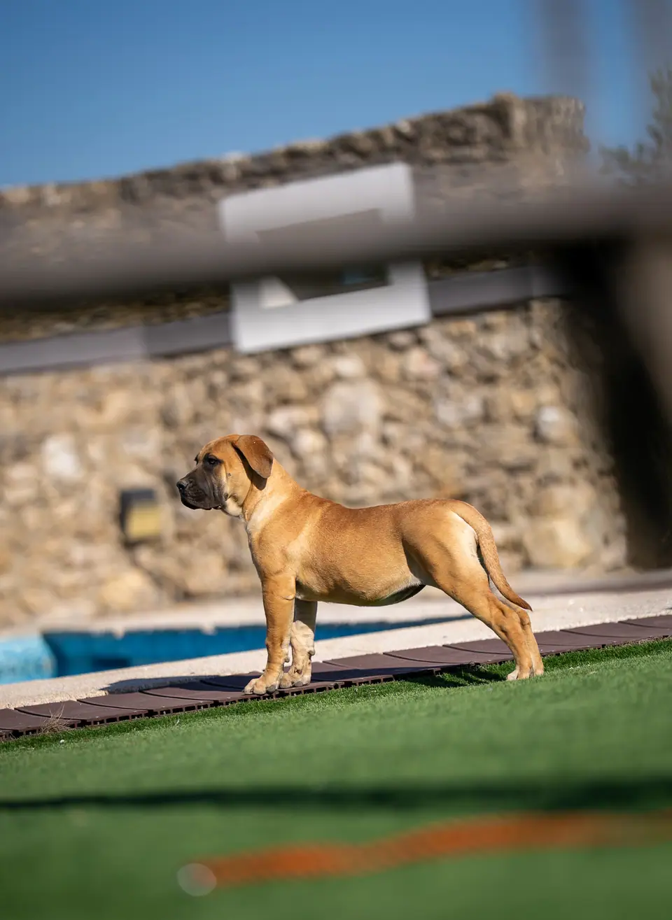 Cachorra Boerboel cor de mel, ninhada Zulu × Jesse, foto 2