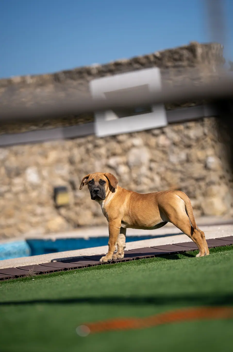 Cachorra Boerboel cor de mel, ninhada Zulu × Jesse, foto 3