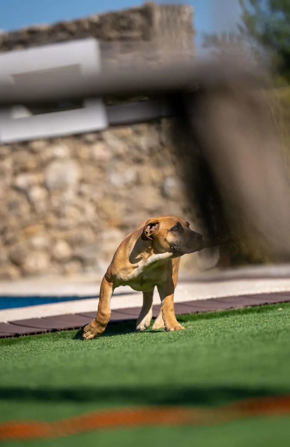 Cachorra Boerboel cor de mel, ninhada Zulu × Jesse, foto 4