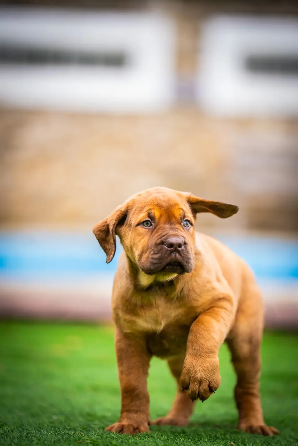 Cachorro Boerboel à venda