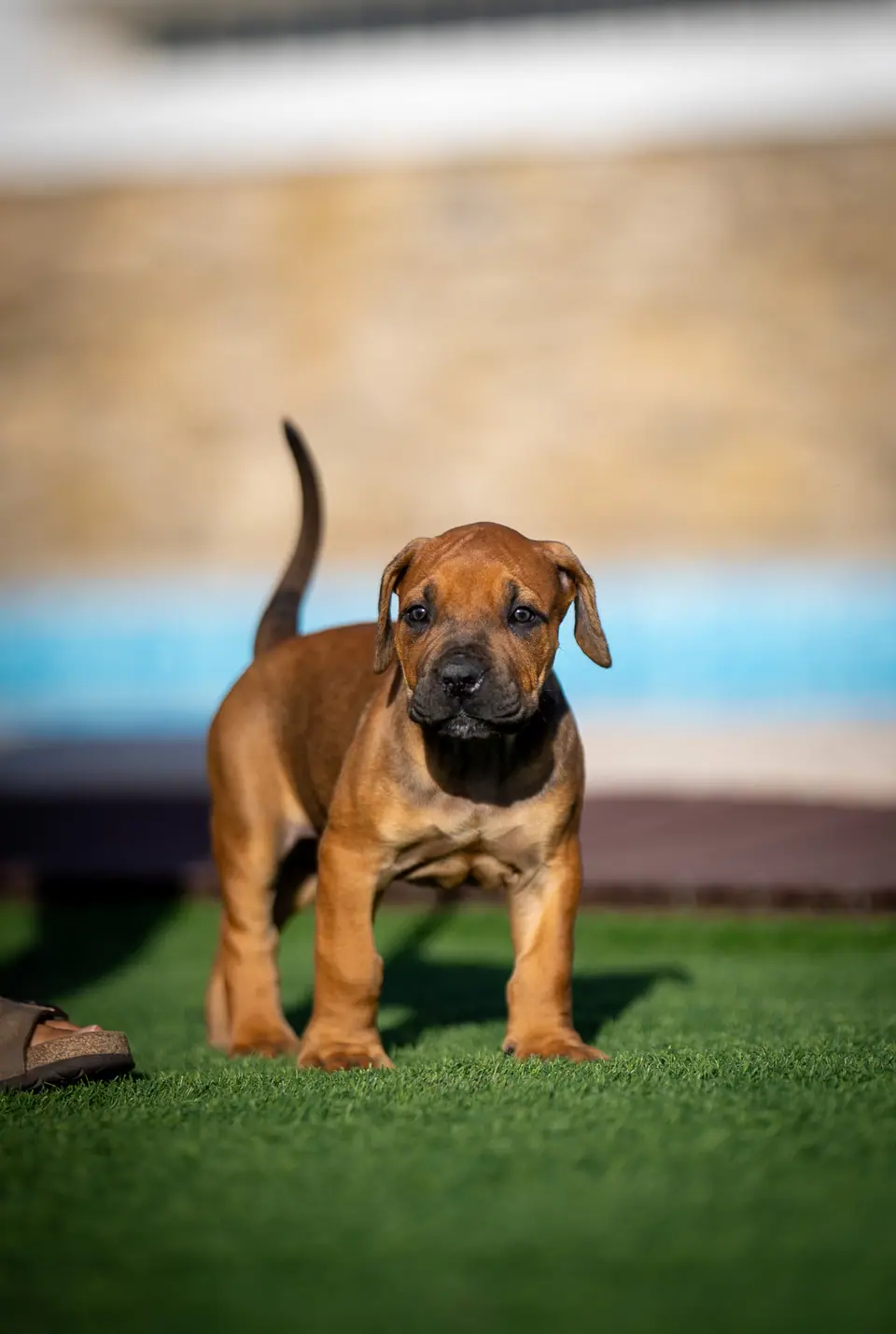 Cachorra Boerboel vermelha, ninhada Floki × Bruxa, foto 1