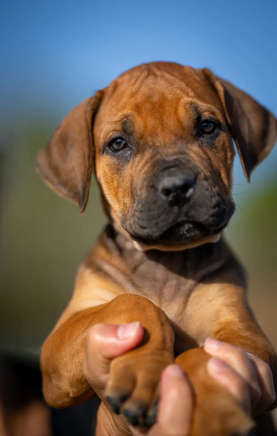 Cachorra Boerboel vermelha, ninhada Floki × Bruxa, foto 2