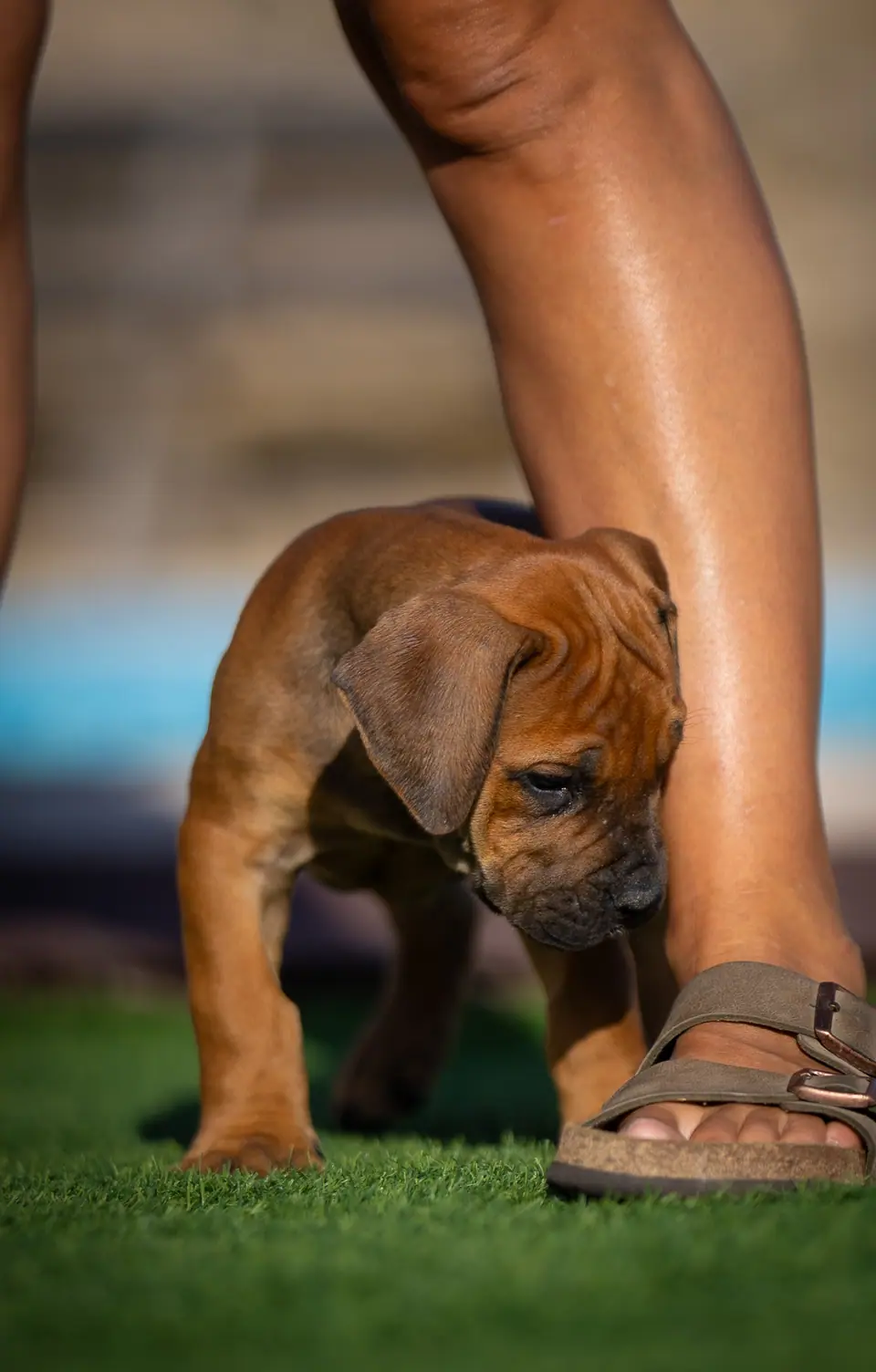 Cachorra Boerboel vermelha, ninhada Floki × Bruxa, foto 3