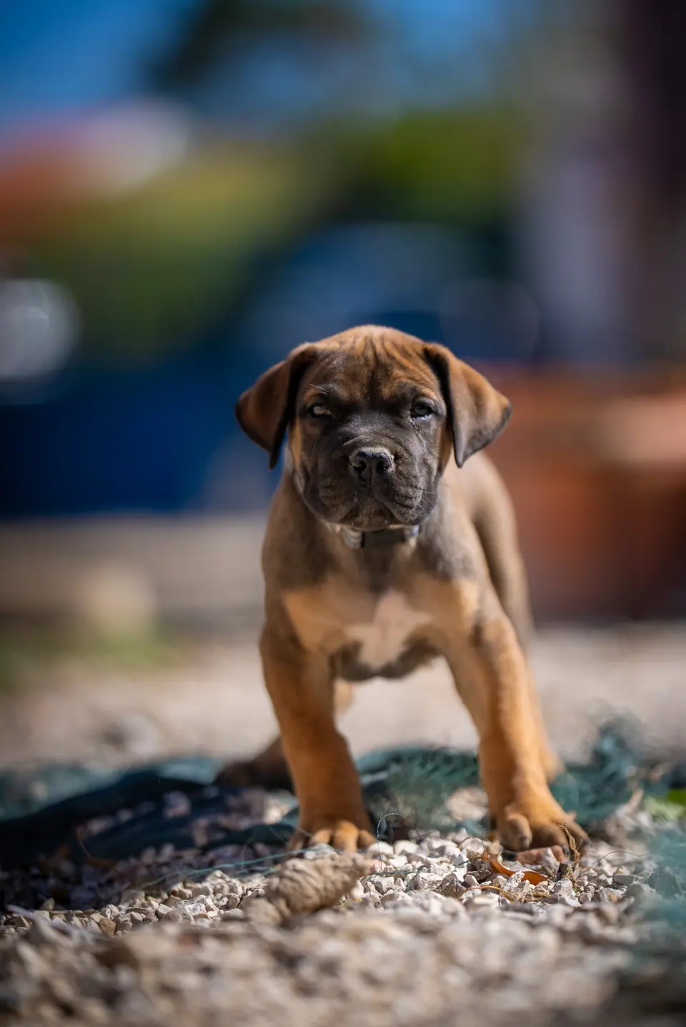 Cachorra Boerboel vermelha, ninhada Zulu × Samba, foto 1