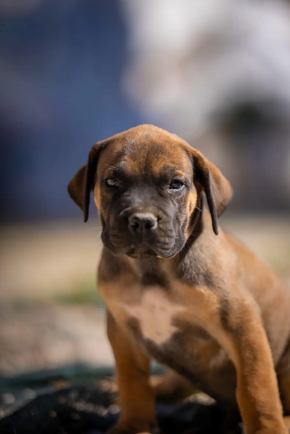Cachorra Boerboel vermelha, ninhada Zulu × Samba, foto 2