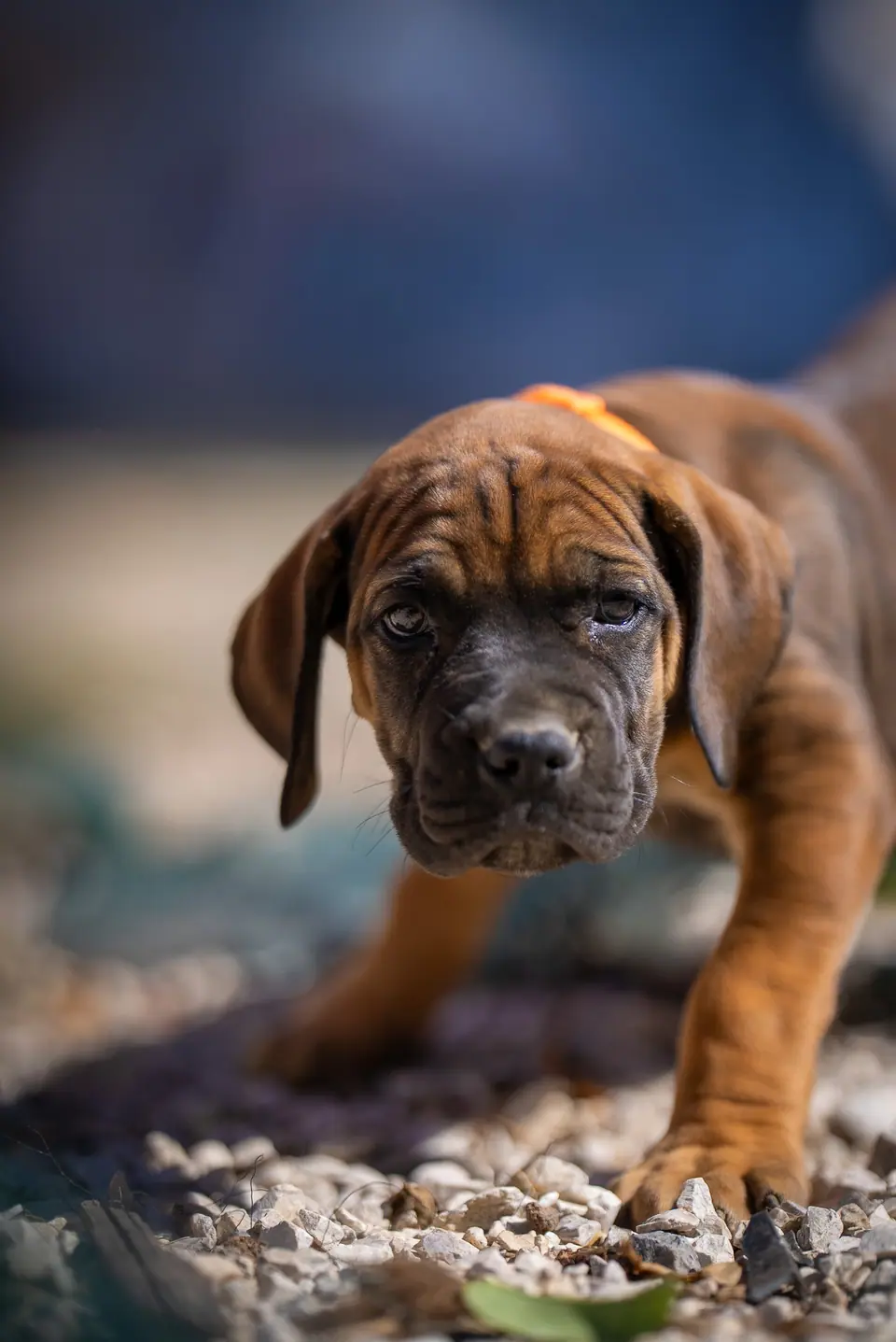 Cachorra Boerboel vermelha, ninhada Zulu × Samba, foto 3