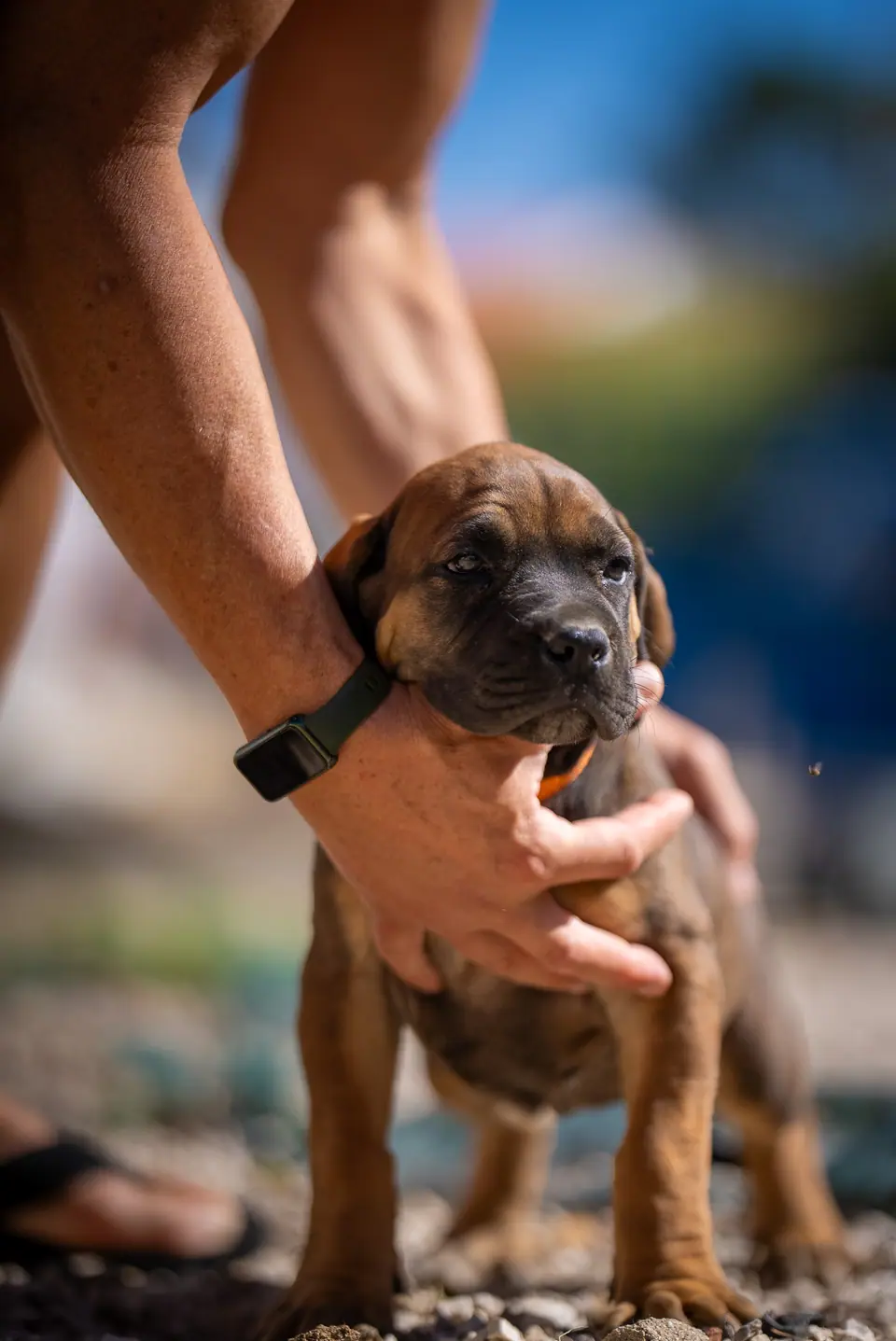 Cachorra Boerboel vermelha, ninhada Zulu × Samba, foto 4