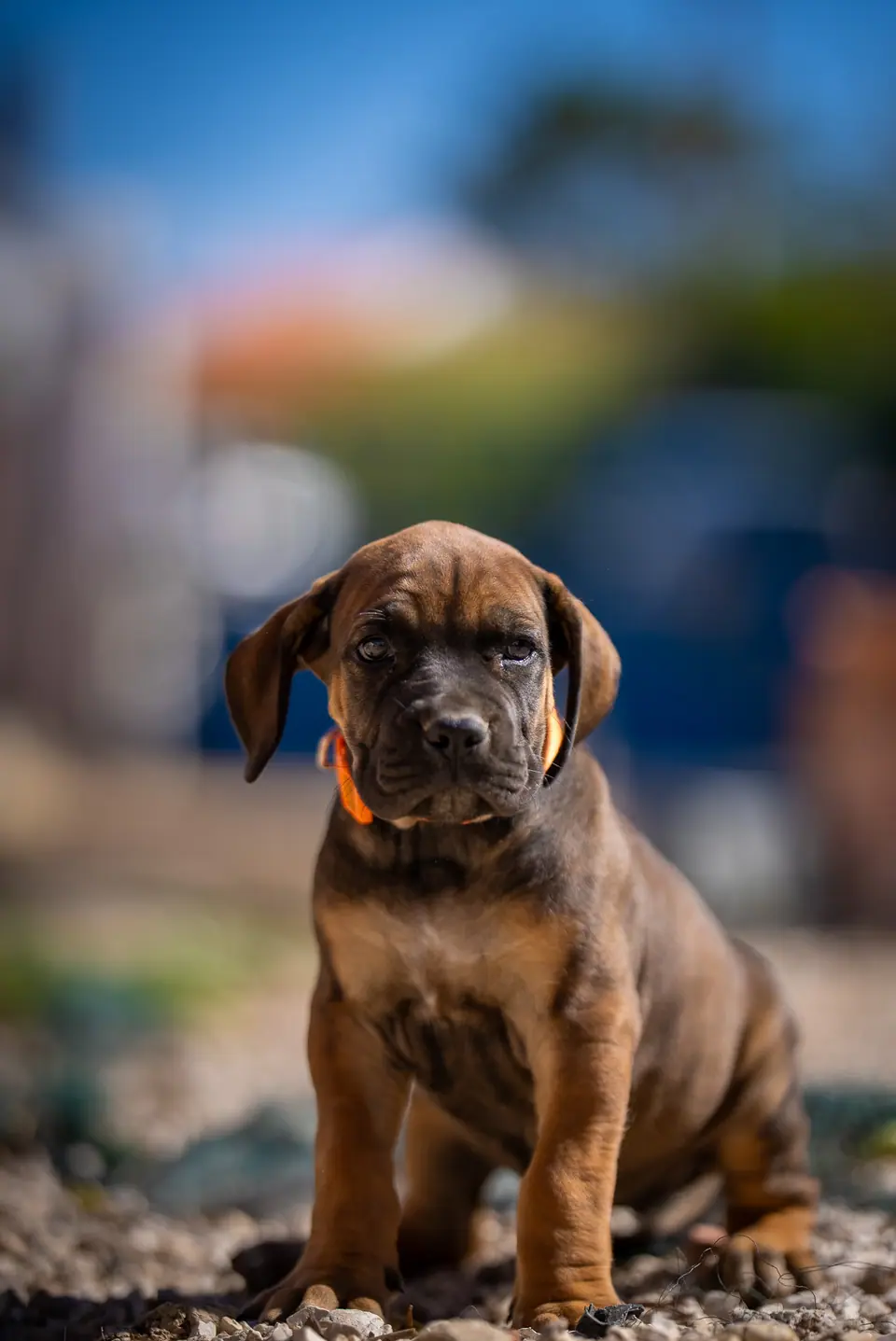 Cachorra Boerboel vermelha, ninhada Zulu × Samba, foto 5