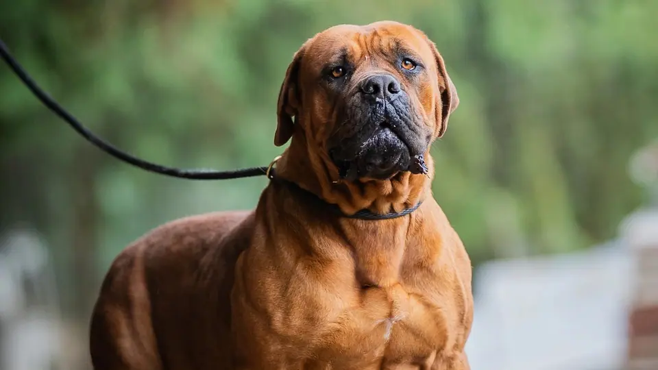 Boerboel ou Bullmastiff: qual é a raça certa para a sua família?