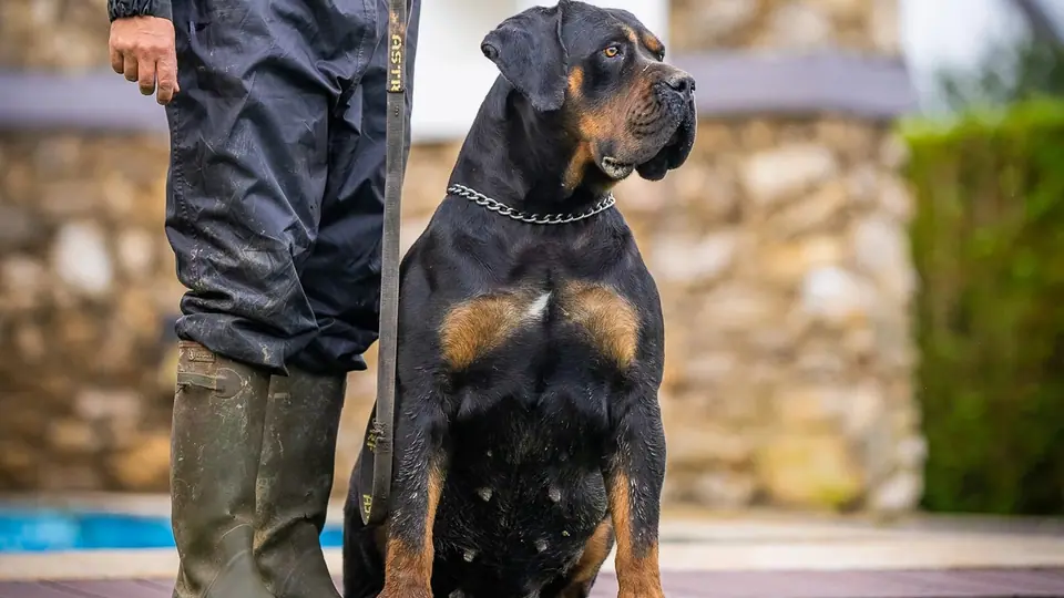Boerboel ou Dobermann: qual é a raça certa para a sua família?