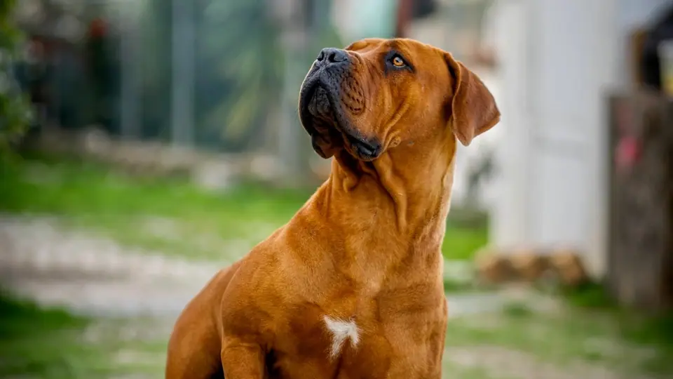 Boerboel ou Mastim Inglês: qual é a raça certa para a sua família?