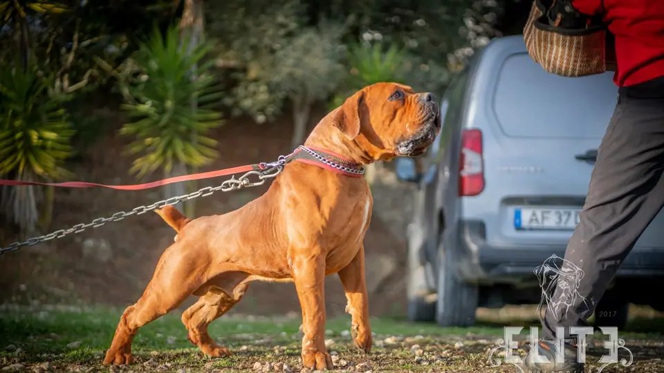 Boerboel ou Presa Canário: qual é a raça certa para a sua família?