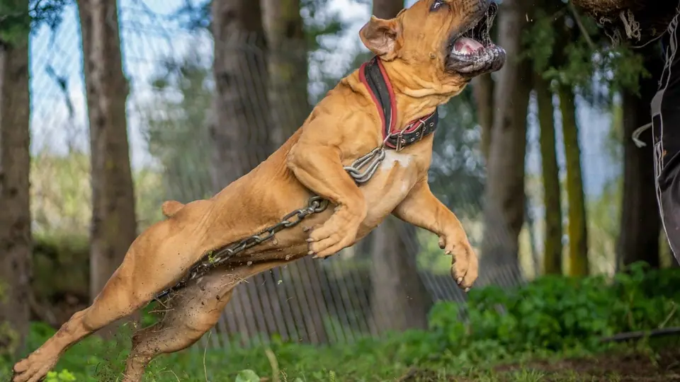 Boerboel ou Rottweiler: qual é a raça certa para a sua família?